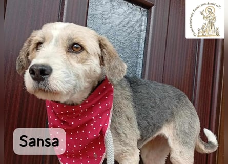 Sansa – der Neuanfang steht ihr einfach gut!