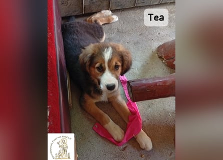 Tea – zu jung, um die Welt allein zu erobern!