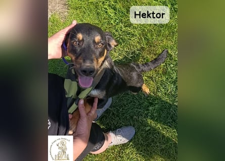 Hektor – mittendrin statt brav daneben!