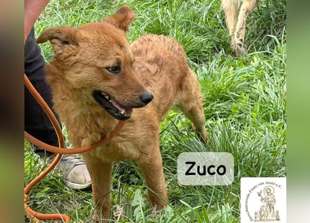 Zuco – jung, klug, charmant – und ziemlich bereit fürs Zuhause!