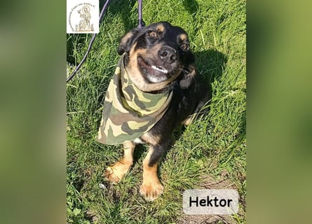 Hektor – mittendrin statt brav daneben!