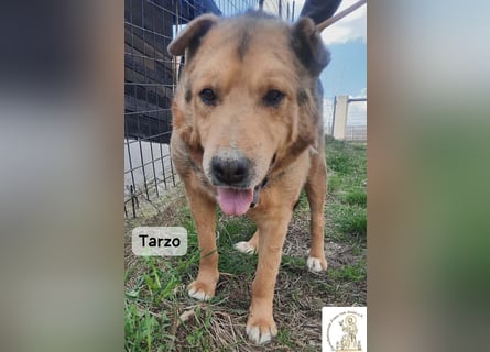 Tarzo – Ein Herz voller Jahre, das Ruhe verdient!