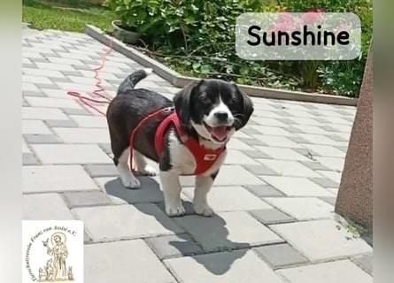 Sunshine – ein kleines Lächeln auf vier Pfoten!