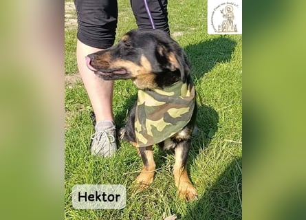 Hektor – mittendrin statt brav daneben!