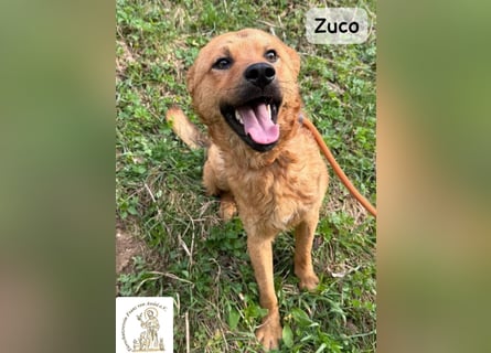 Zuco – jung, klug, charmant – und ziemlich bereit fürs Zuhause!