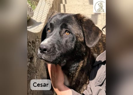 Cesar – ein großer Junge mit Honig im Herzen!