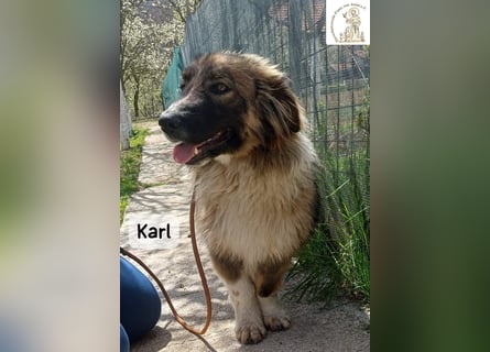 Karl – ein echtes Unikat auf vier Pfoten!