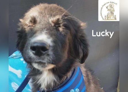 Lucky – kleiner Forscher auf vier Pfoten!
