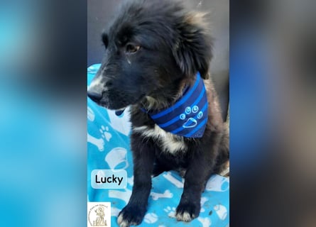 Lucky – kleiner Forscher auf vier Pfoten!