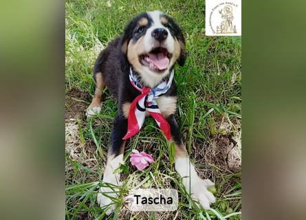 Tascha – heute wäre ein guter Tag, um ein Zuhause zu finden!