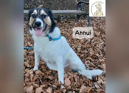 Annui – einmal gesehen, für immer im Kopf!