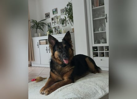 Engel Talih sucht dringend seine neue Familie