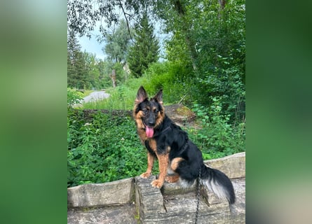 Engel Talih sucht dringend seine neue Familie