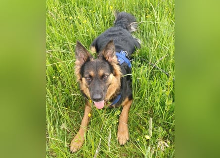 Engel Talih sucht dringend seine neue Familie