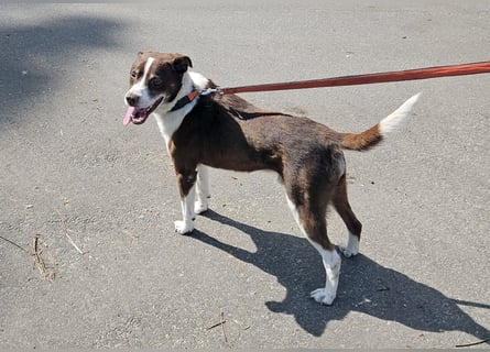 Cayo, 5 Jahre, sucht passenden Deckel