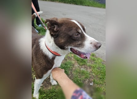 Cayo, 5 Jahre, sucht passenden Deckel