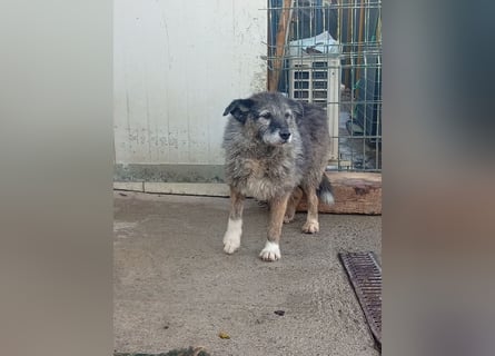  Sandra – sanfte Hündin sucht nach der Hölle ruhiges Zuhause 