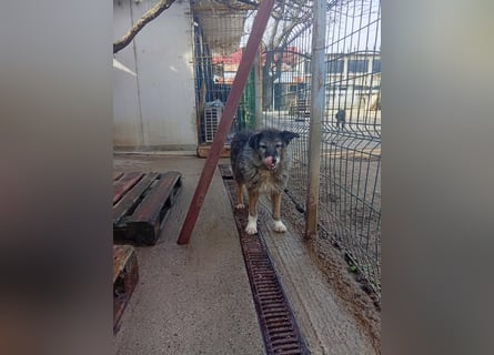  Sandra – sanfte Hündin sucht nach der Hölle ruhiges Zuhause 