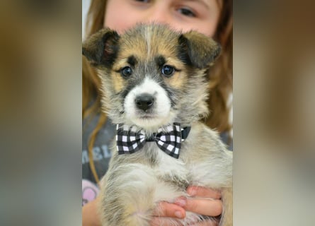 Quirliger Hunter sucht ein Zuhause