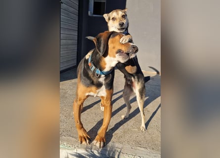  Bari – ein besonderer Schatz sucht sein Für-immer-Zuhause 