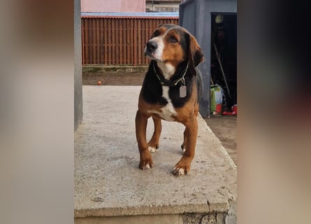  Bari – ein besonderer Schatz sucht sein Für-immer-Zuhause 