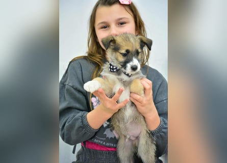 Quirliger Hunter sucht ein Zuhause