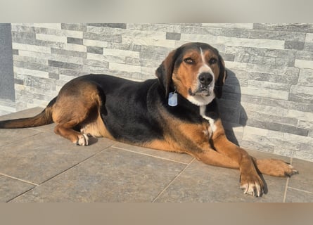  Bari – ein besonderer Schatz sucht sein Für-immer-Zuhause 