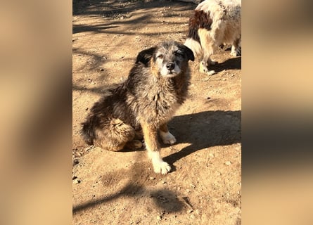  Sandra – sanfte Hündin sucht nach der Hölle ruhiges Zuhause 