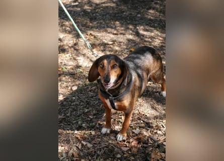 Dory - wartet nun schon so lange auf ihre Familie!