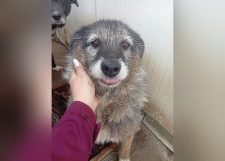  Sandra – sanfte Hündin sucht nach der Hölle ruhiges Zuhause 