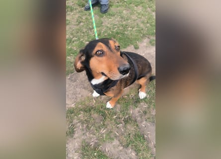 Dory - wartet nun schon so lange auf ihre Familie!