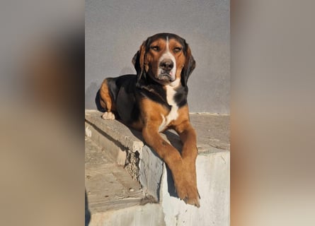  Bari – ein besonderer Schatz sucht sein Für-immer-Zuhause 