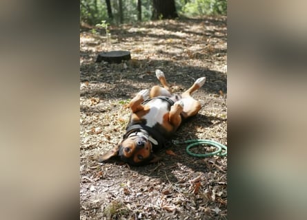 Dory - wartet nun schon so lange auf ihre Familie!