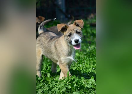 Quirliger Hunter sucht ein Zuhause