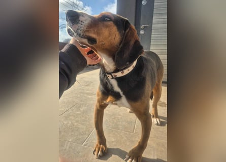  Bari – ein besonderer Schatz sucht sein Für-immer-Zuhause 