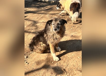  Sandra – sanfte Hündin sucht nach der Hölle ruhiges Zuhause 