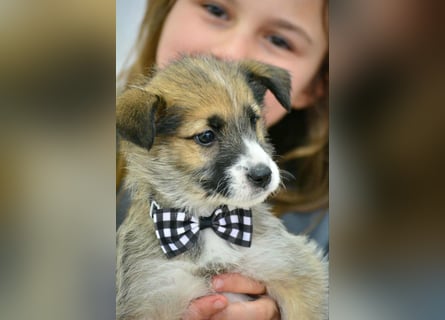 Quirliger Hunter sucht ein Zuhause