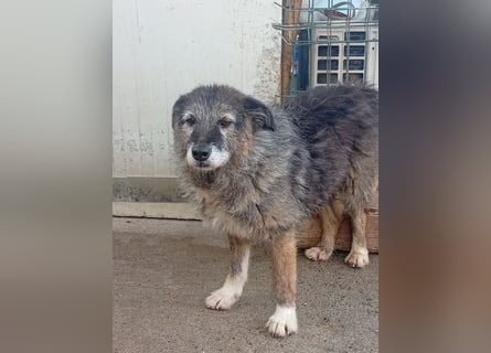  Sandra – sanfte Hündin sucht nach der Hölle ruhiges Zuhause 