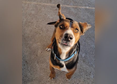  Bari – ein besonderer Schatz sucht sein Für-immer-Zuhause 