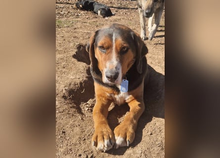  Bari – ein besonderer Schatz sucht sein Für-immer-Zuhause 