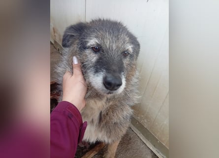  Sandra – sanfte Hündin sucht nach der Hölle ruhiges Zuhause 