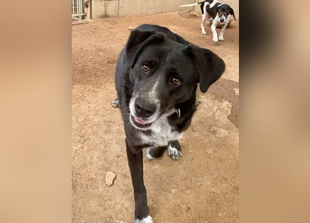 GINGER - supernette schwarze Schönheit!