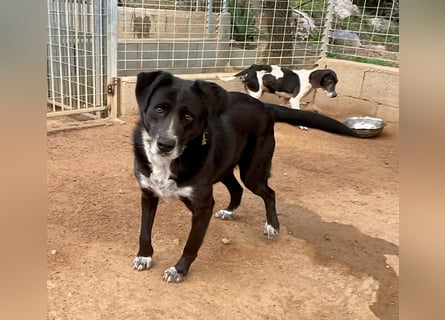 GINGER - supernette schwarze Schönheit!