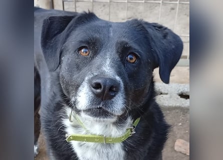 GINGER - supernette schwarze Schönheit!