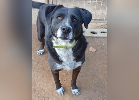 GINGER - supernette schwarze Schönheit!