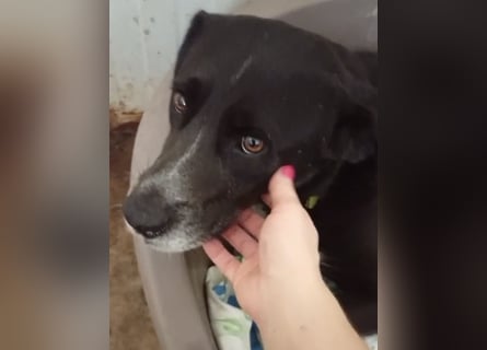 GINGER - supernette schwarze Schönheit!