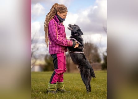 Mobby - verschmust und intelligent - Tierhilfe Franken e.V.