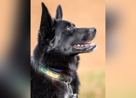 Mobby - verschmust und intelligent - Tierhilfe Franken e.V.