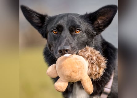 Mobby - verschmust und intelligent - Tierhilfe Franken e.V.