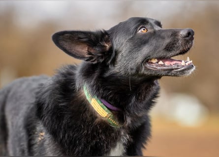 Mobby - verschmust und intelligent - Tierhilfe Franken e.V.